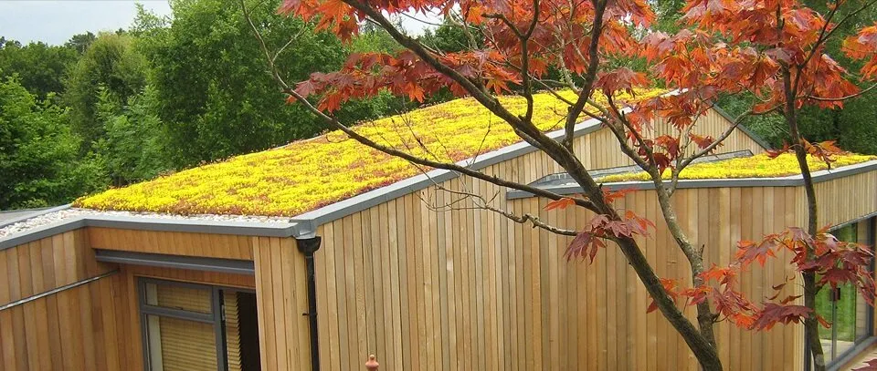 Green roof on a timber garden building