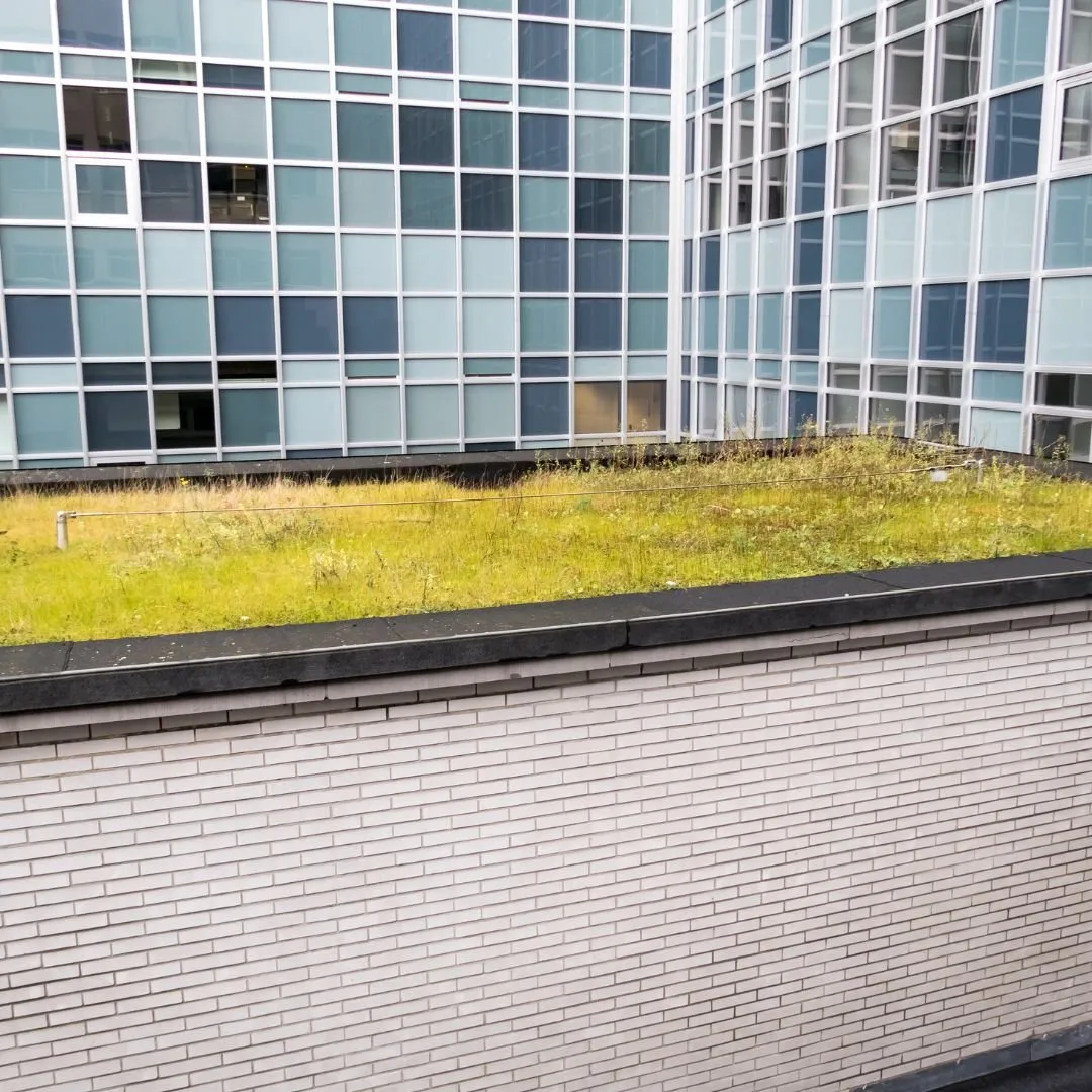 Green roof on a low building in front of a glass-panelled office block