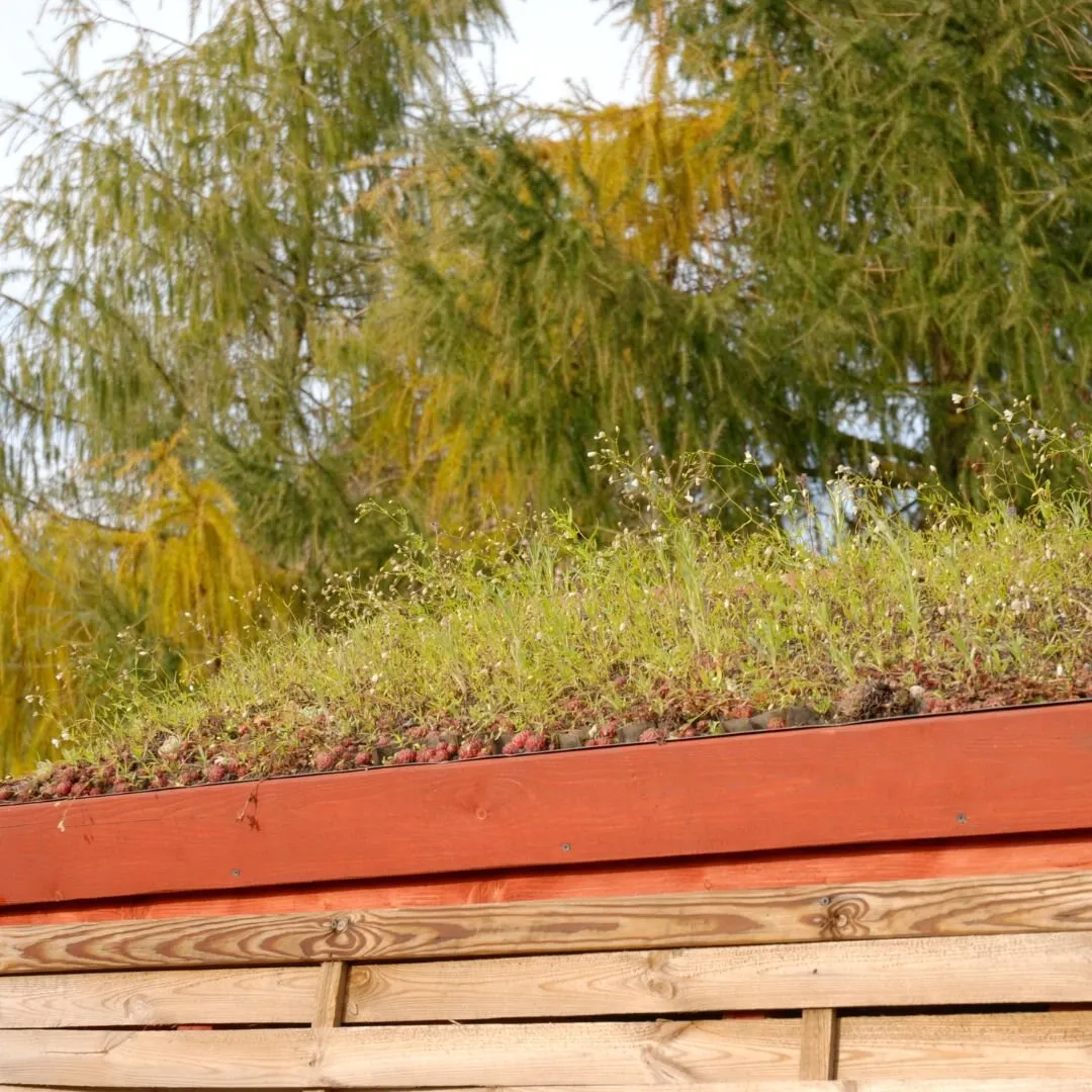 Sedum and grasses on a roof with a timber fascia, willow tree behind
