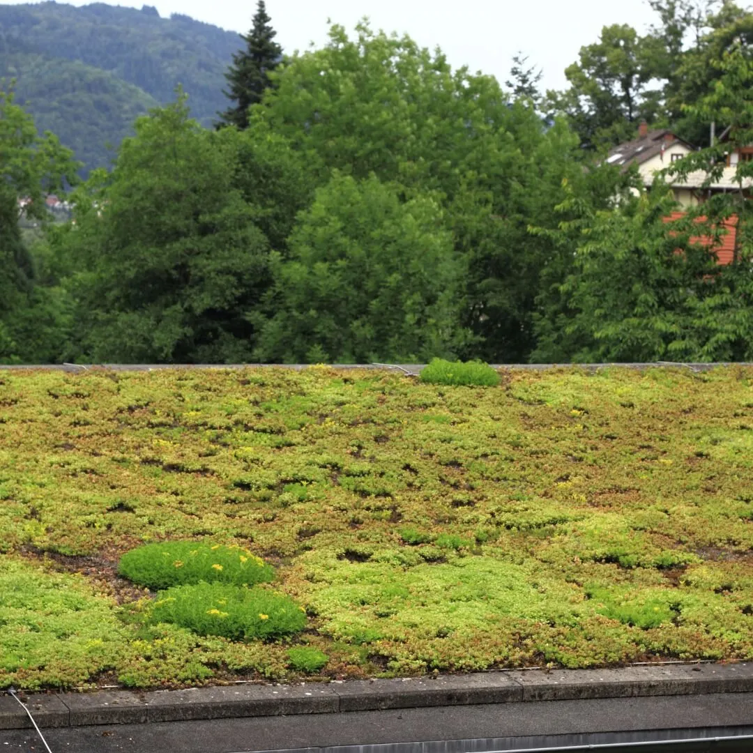 Established sedum roof with trees and wooded hills beyond