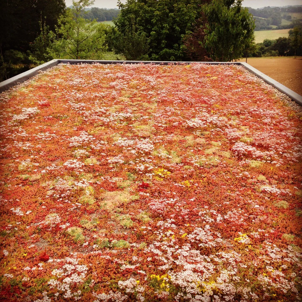 Flowering sedum green roof