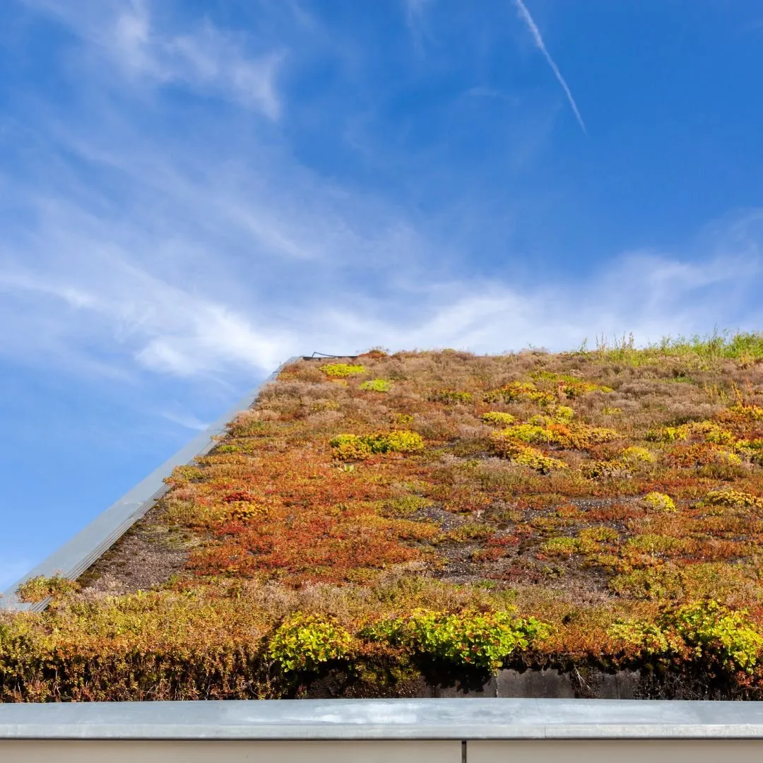 Edge of a sedum roof in green and amber against a clear blue sky