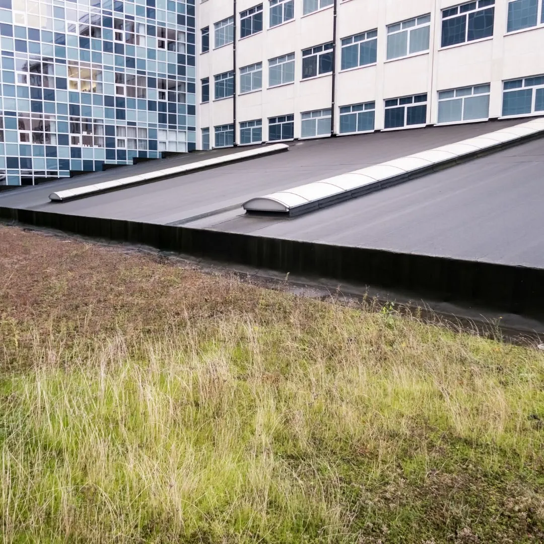 Wildflower green roof established on a flat roof